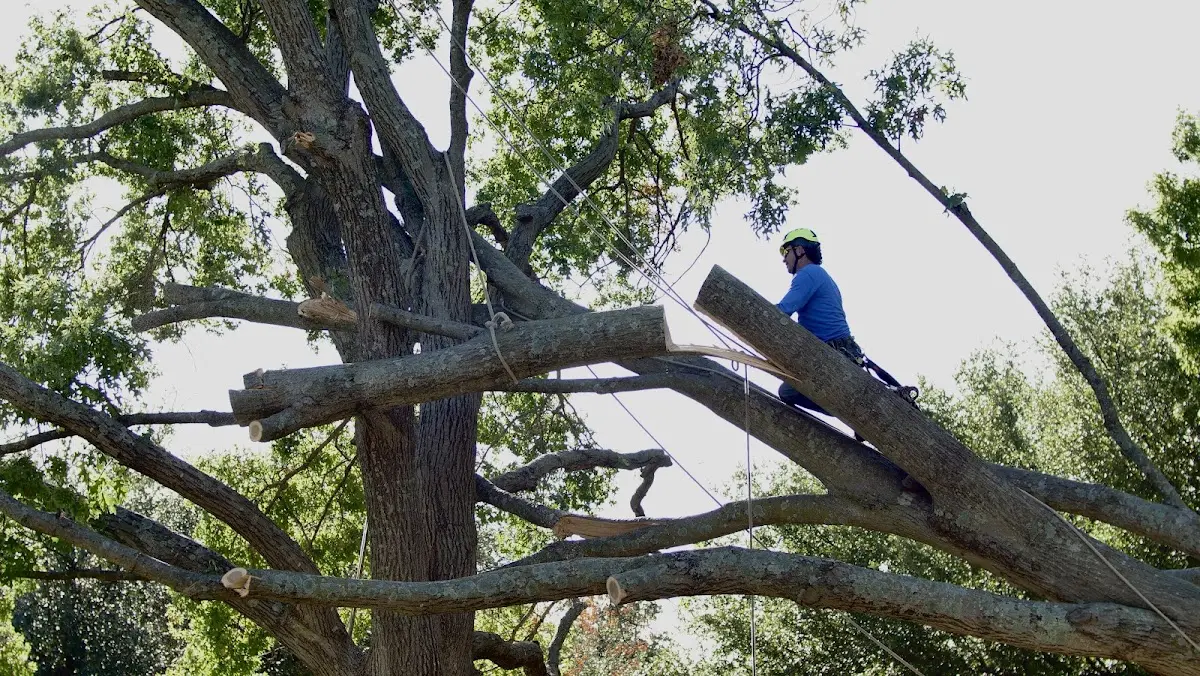 Professional Crown Thinning performed by certified arborists in Meeker