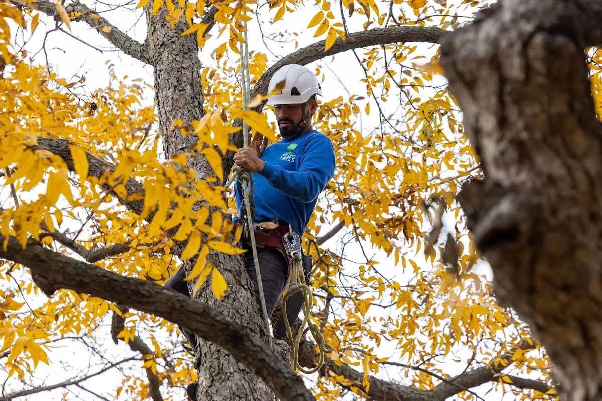 Skilled Tree Trimming crew working in Meeker