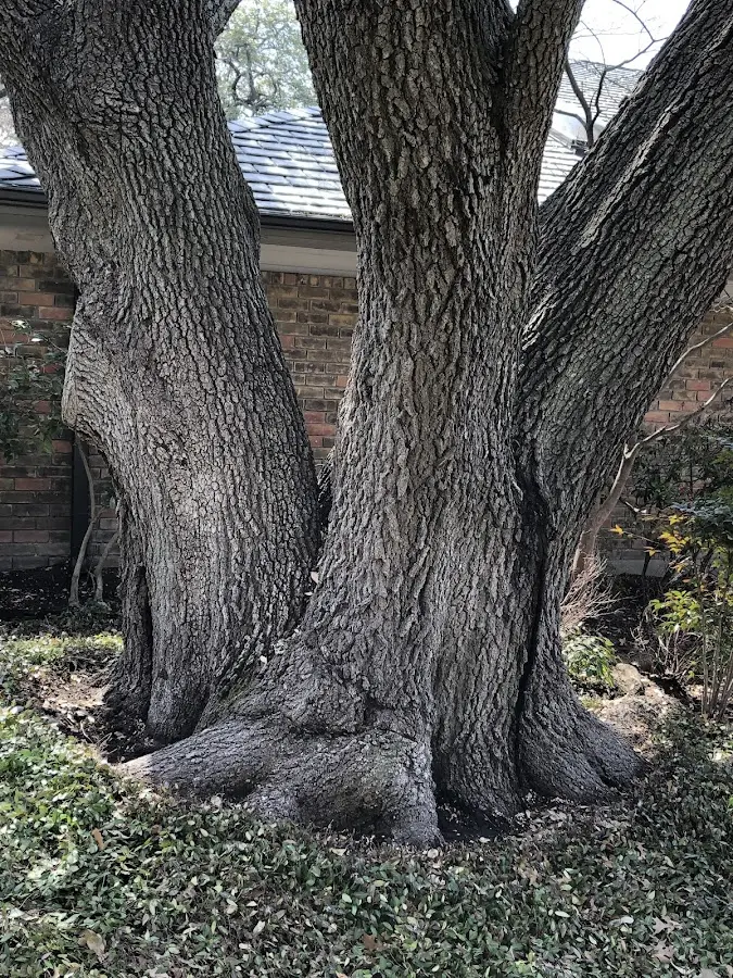 Mature heritage tree close to a Meeker property cared for by certified arborists